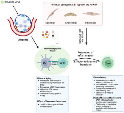 Cellular senescence is a key mediator of lung aging and susceptibility to infection